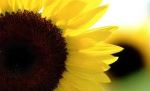 sunflower button