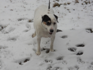 Pogo and Snow...he loves it!